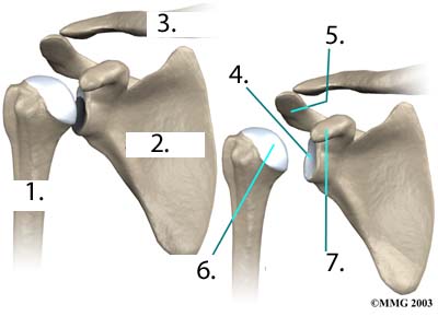 Joint Quiz Anatomy - Anatomy Diagram Book